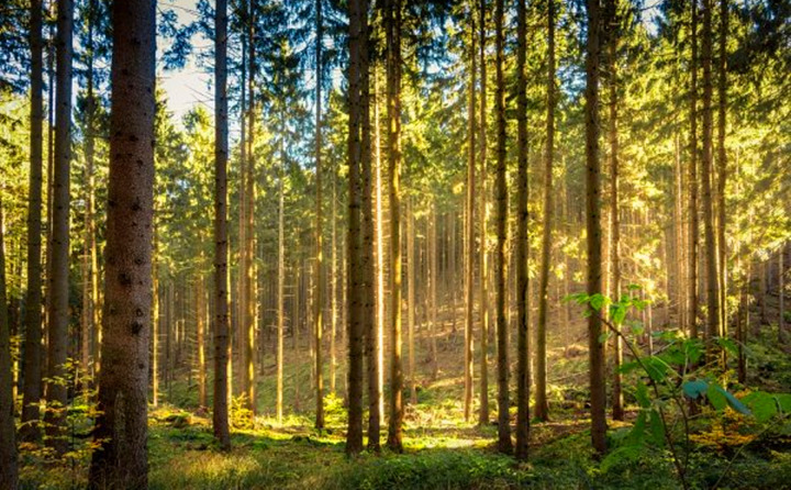 如果環(huán)境氣候破壞事件持續(xù)的增加，那么這些外部因素將導(dǎo)致對(duì)顆粒燃料的更高需求